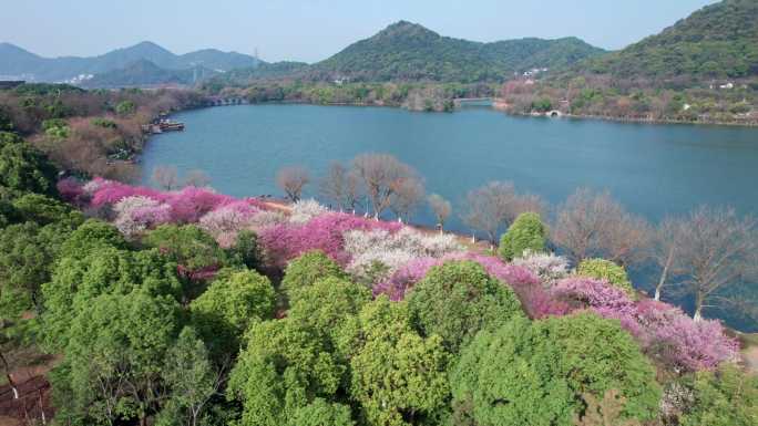 航拍杭州湘湖梅花美景