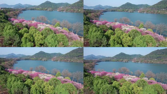 航拍杭州湘湖梅花美景