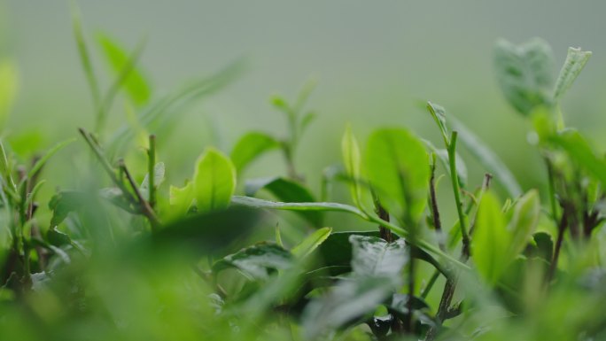 茶芽水滴滴水