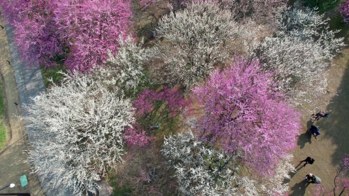 航拍杭州湘湖梅花盛开