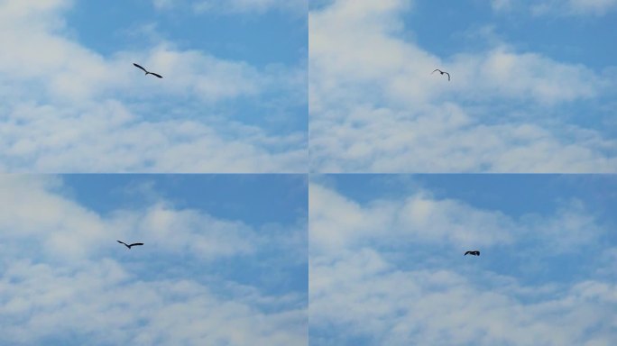 蓝天白云下飞翔的白鹭120p升格慢动作