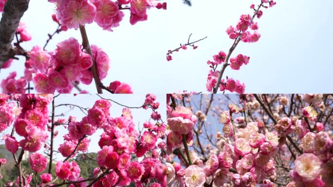 红梅 梅花 春天 花开