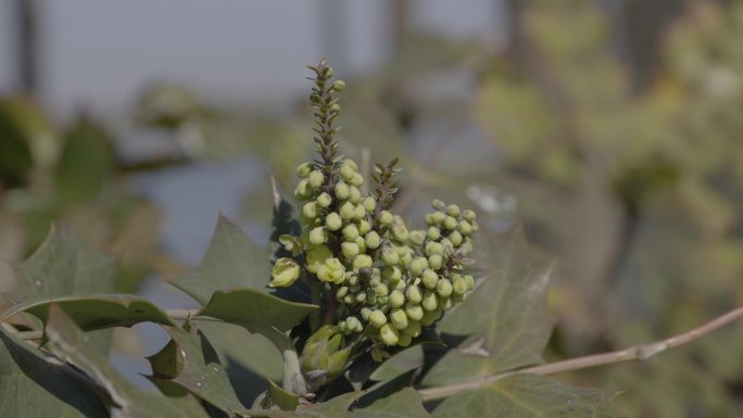 4K植物阔叶十大功劳