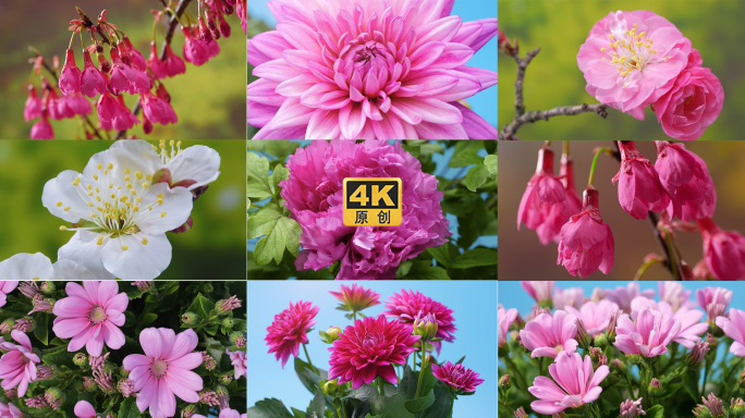 百花盛开春天万物生长开花4k