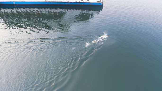 千岛湖铁人三项马拉松游泳比赛河道选手热身