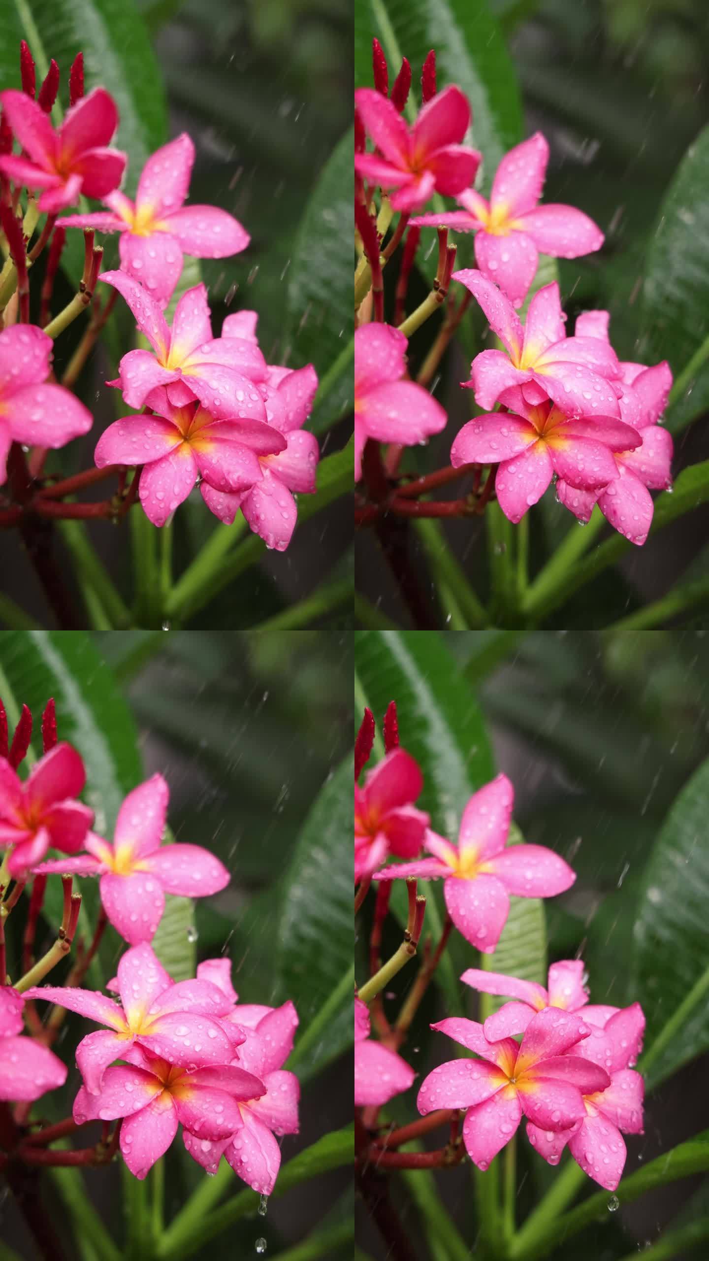 雨中鸡蛋花