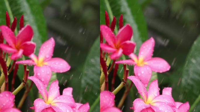 雨中鸡蛋花