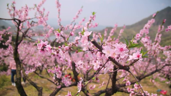 春日桃花