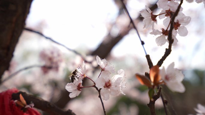 小蜜蜂采花