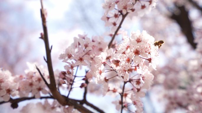 蜜蜂采集李子树花