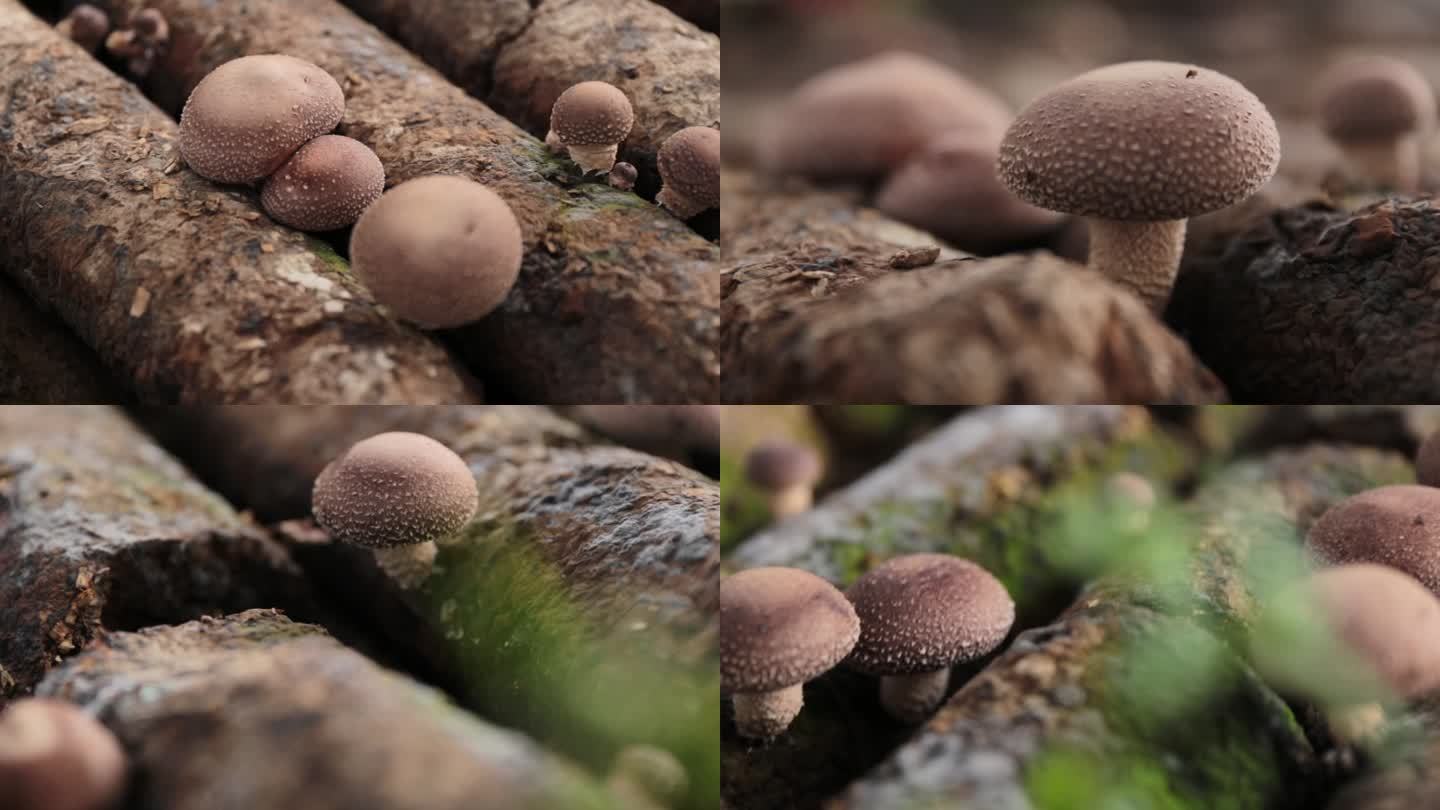 蘑菇种植培育高清素材