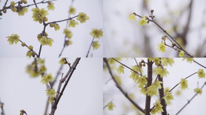 初春 腊梅花