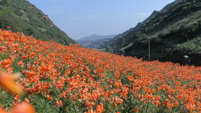 兰州百合花田