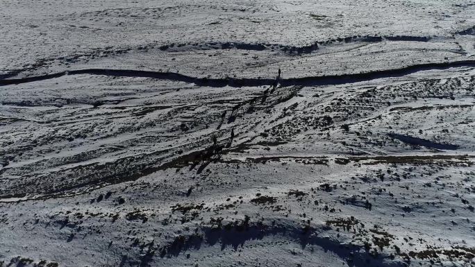 雪地马群