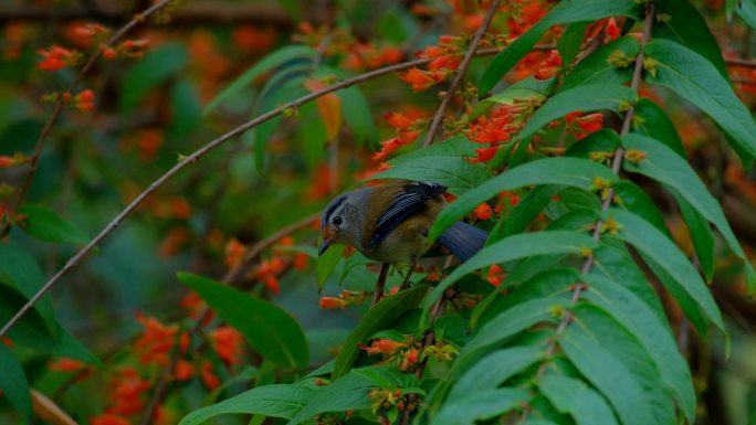蓝翅希鹛 小鸟停在树枝上 采花 吃花蜜