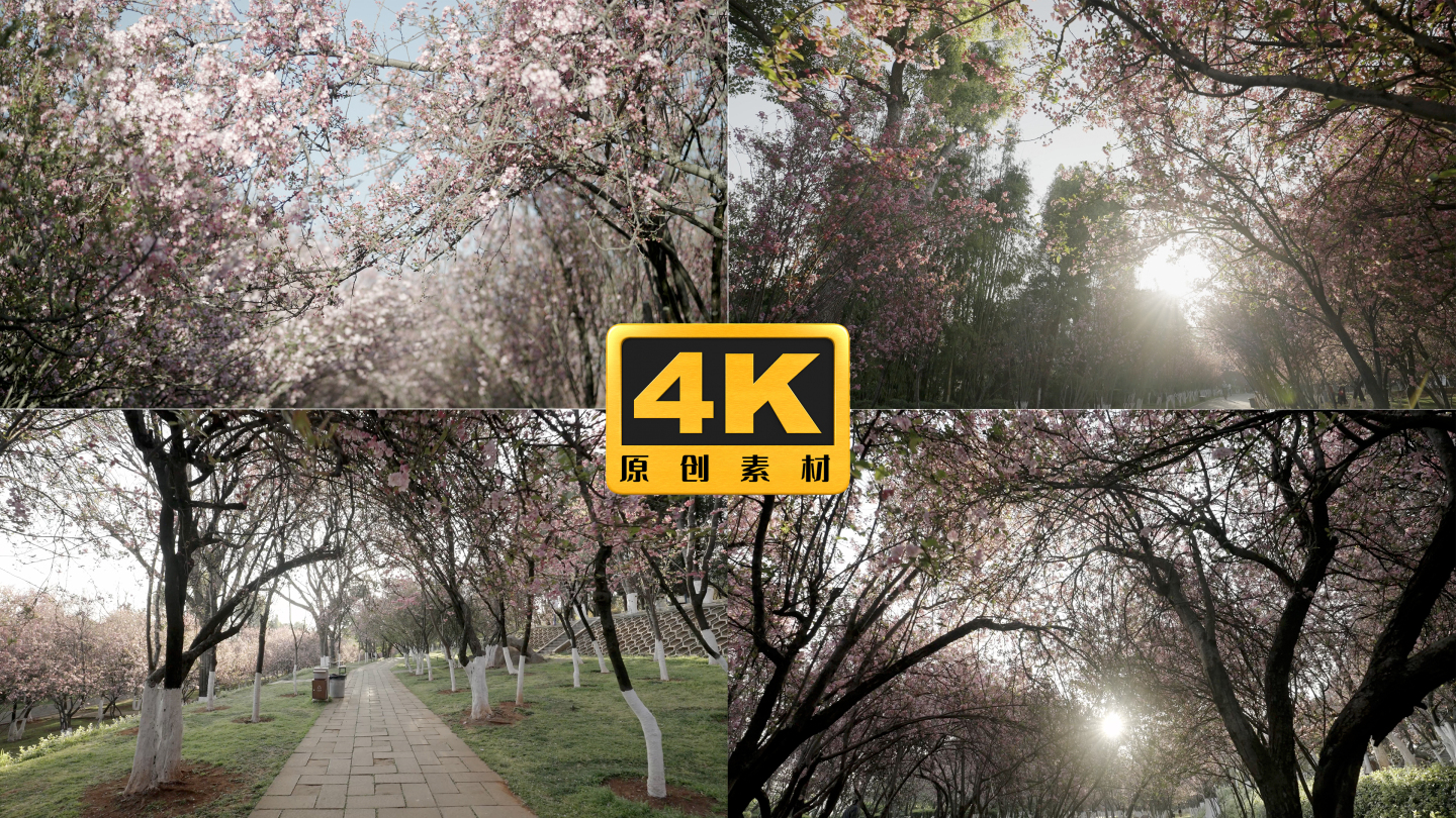 4K-昆明圆通山海棠花大道，海棠花开