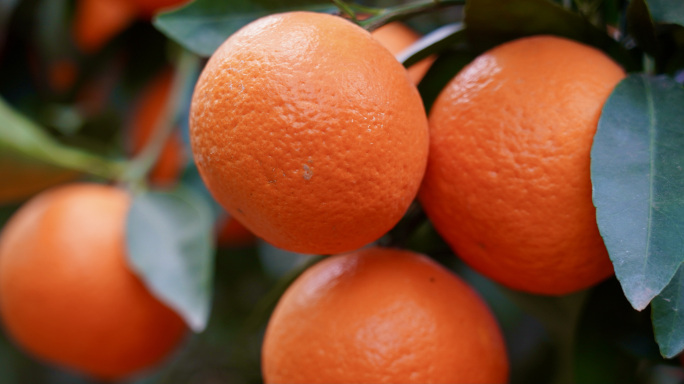 沃柑 橘子 果园 种植园 收获 水果
