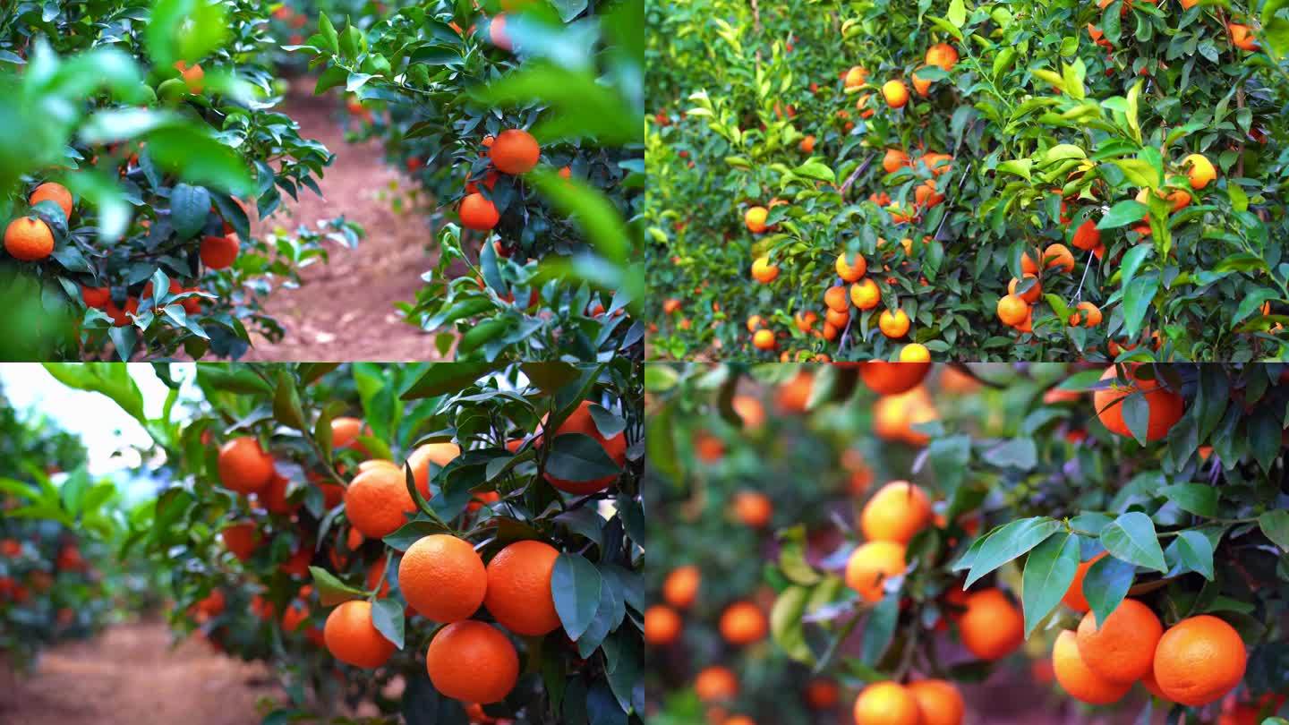 沃柑 橘子 果园 种植园 收获 水果