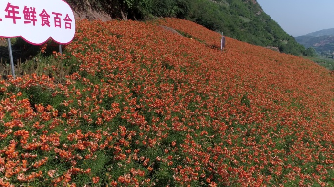 兰州百合花田