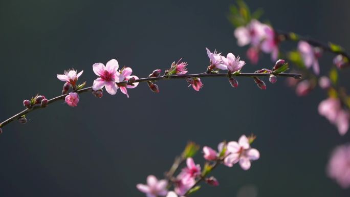 桃花