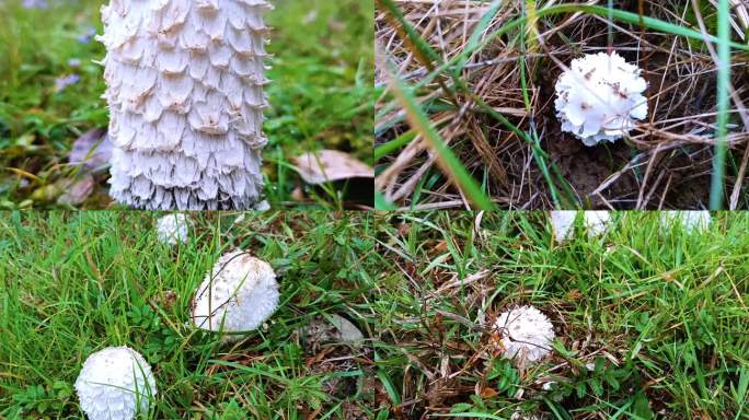 蘑菇柱状菌