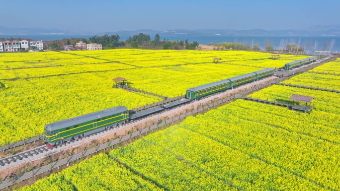 油菜花海里的绿皮火车