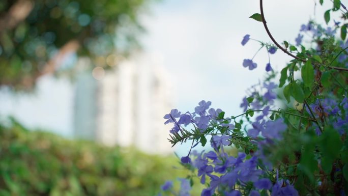 实拍厦门城市空镜草丛空镜绿植空镜