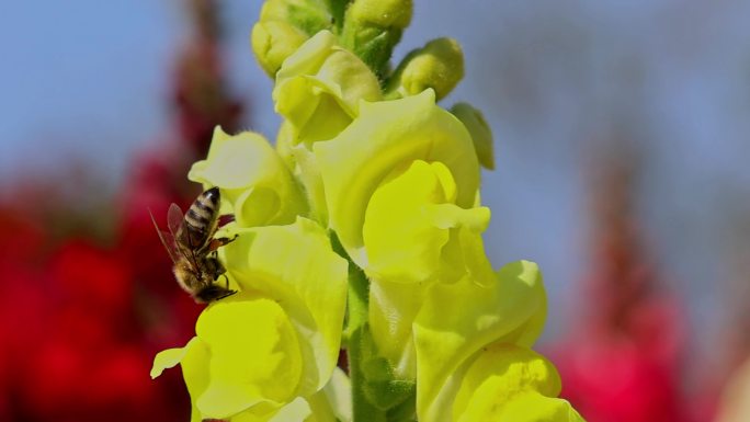 春暖花开蜜蜂采蜜