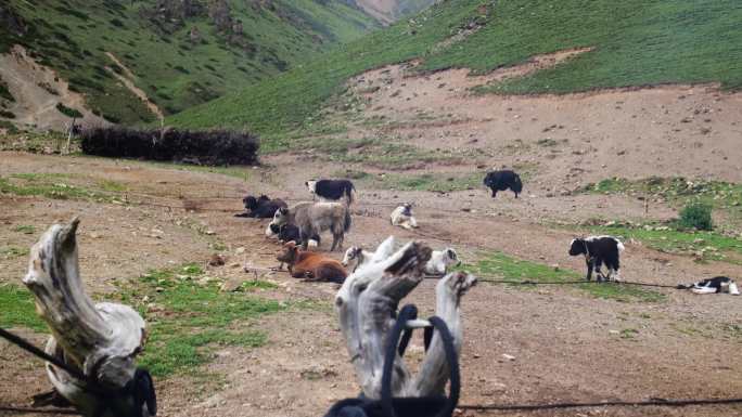 西藏黑牦牛 牦牛吃青草 牦牛嬉戏