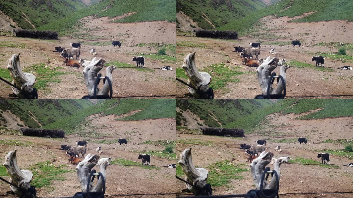 西藏黑牦牛 牦牛吃青草 牦牛嬉戏