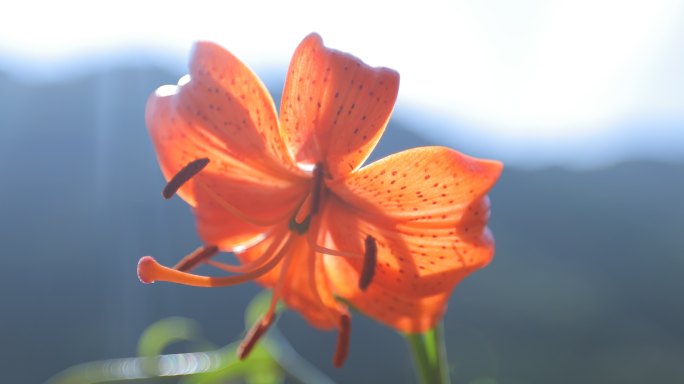 兰州百合花田