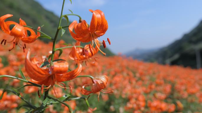 兰州百合花田