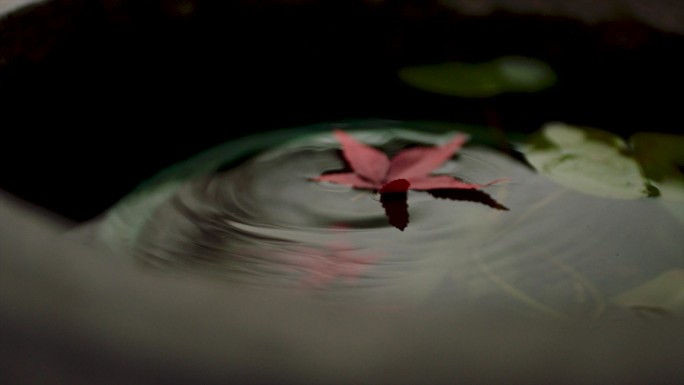 枫叶落入水中