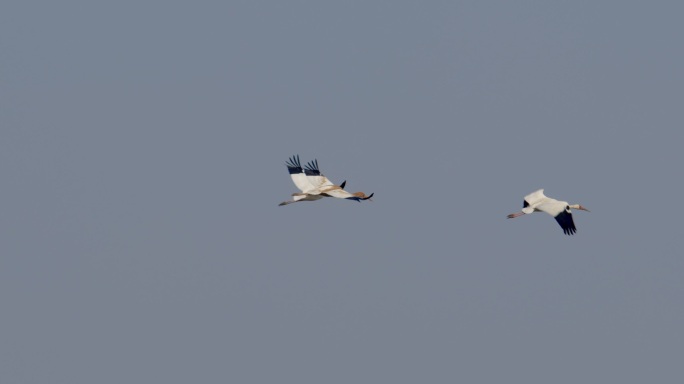 江西鄱阳湖，成群候鸟白鹤在空中飞翔