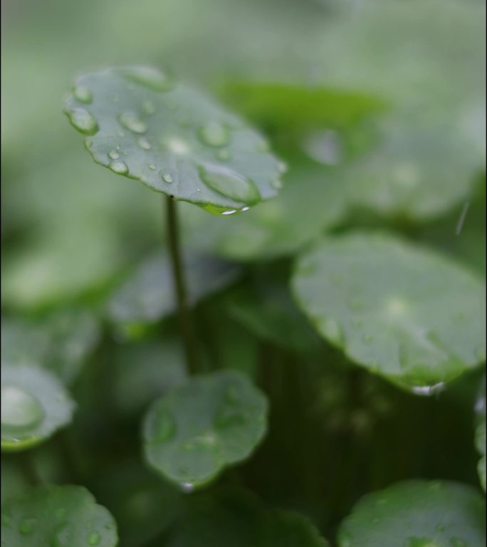 雨中铜钱草