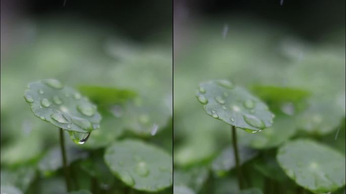 雨中铜钱草