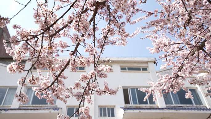 花开与建筑屋顶