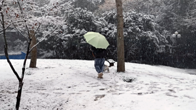 南方城市大雪天气雪地里遛狗下雪视频素材