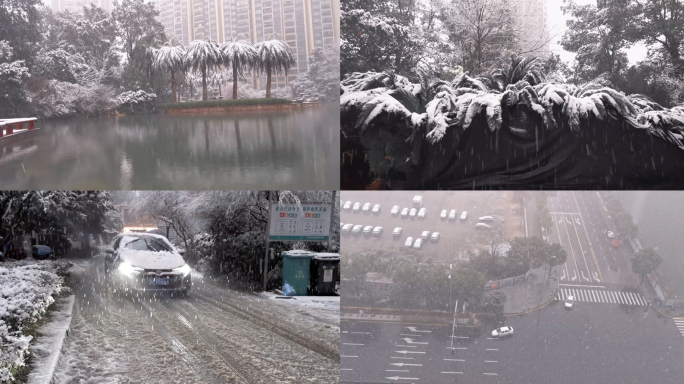 南方城市大雪天气雪地里遛狗下雪视频素材