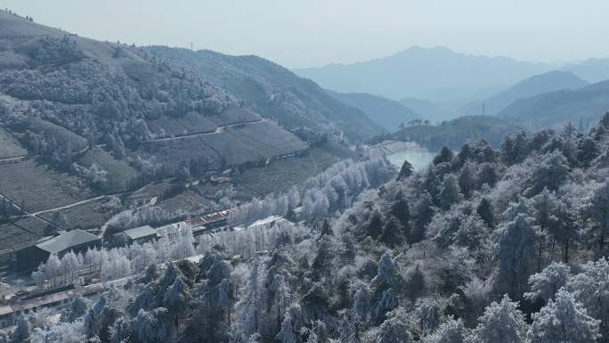 高山茶园茶山寒潮冷空气倒春寒冰凌雾凇湖泊