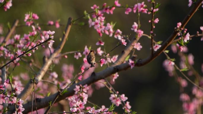 桃花