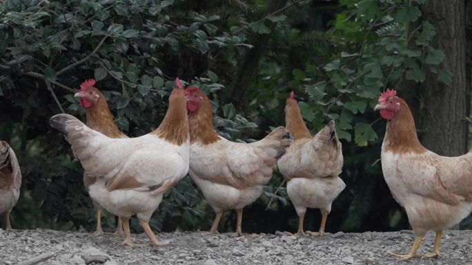山林农村养鸡场