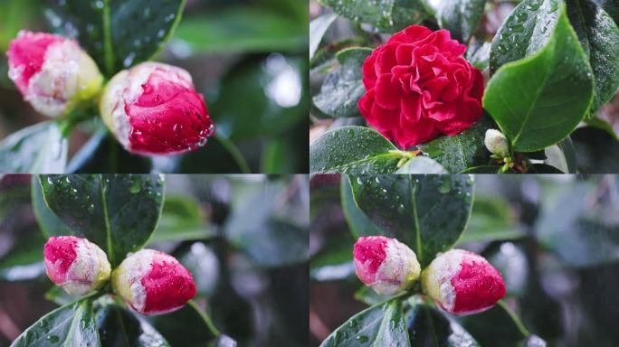 4K雨水淋湿山茶花朵