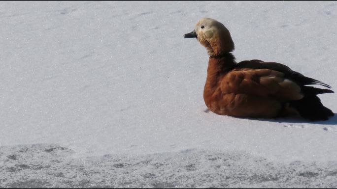 赤麻鸭在残冰上睡觉惊醒
