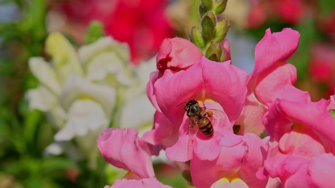 春暖花开蜜蜂采蜜