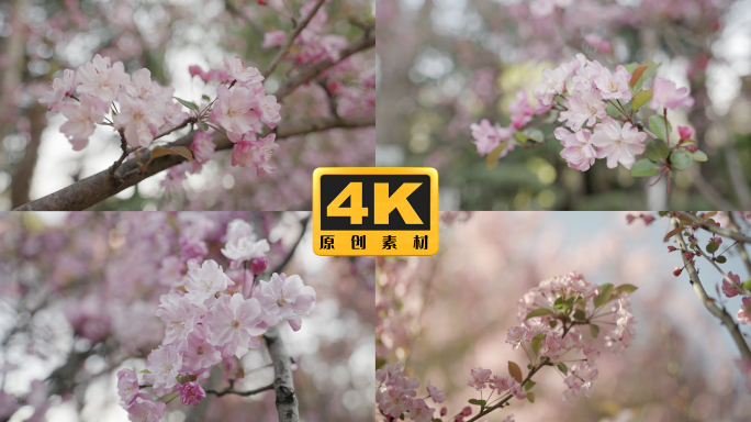 4K-海棠花盛开，西府海棠花盛开