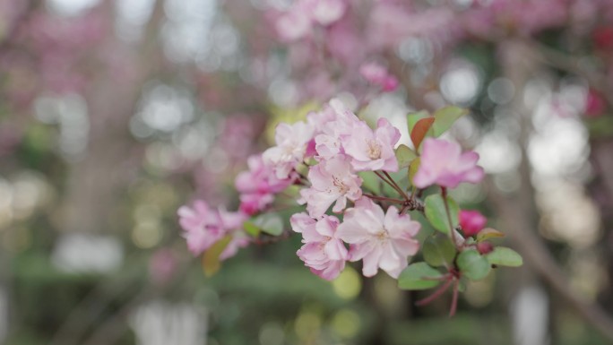 4K-海棠花盛开，西府海棠花盛开