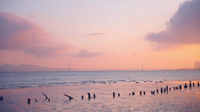 粉色日落飞鸟漫步的深圳湾公园
