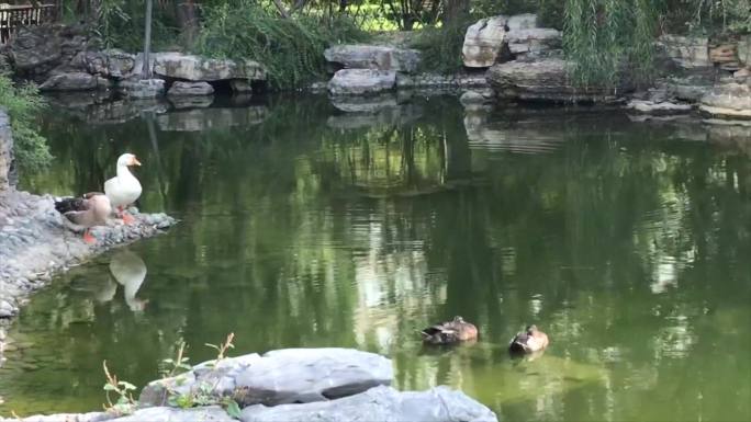 中式园林鹅鸭子戏水亭子