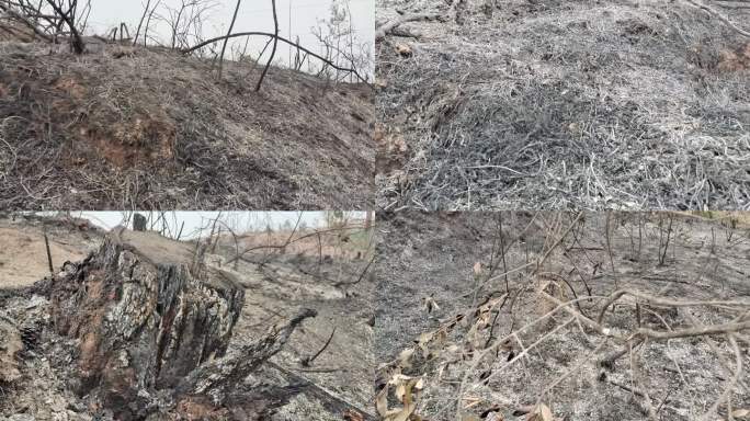 森林火灾大火后的森林大火燃烧后的焦土